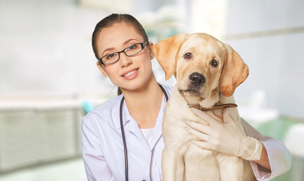 Pet Wellness Visits | Veterinarian in Abilene, TX | Animal Health and  Medical Center Animal Health and Medical Center - Veterinarian in Abilene,  TX USA
